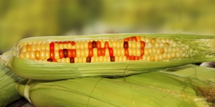 Genetically Modified Foods(GMOs) And Their Impact On Human Health